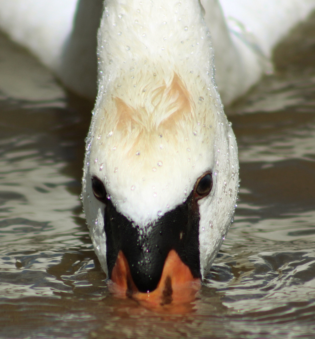 Schwan beim trinken