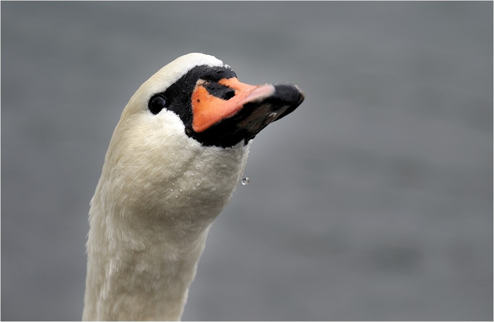 Schwan beim trinken