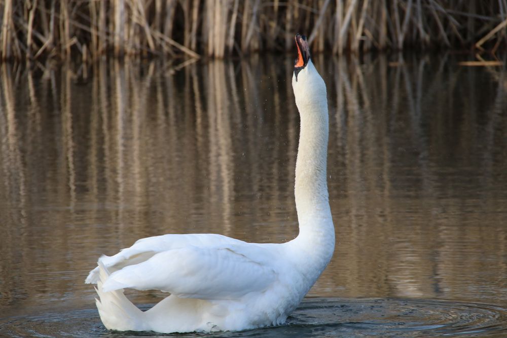 Schwan beim - trinken -