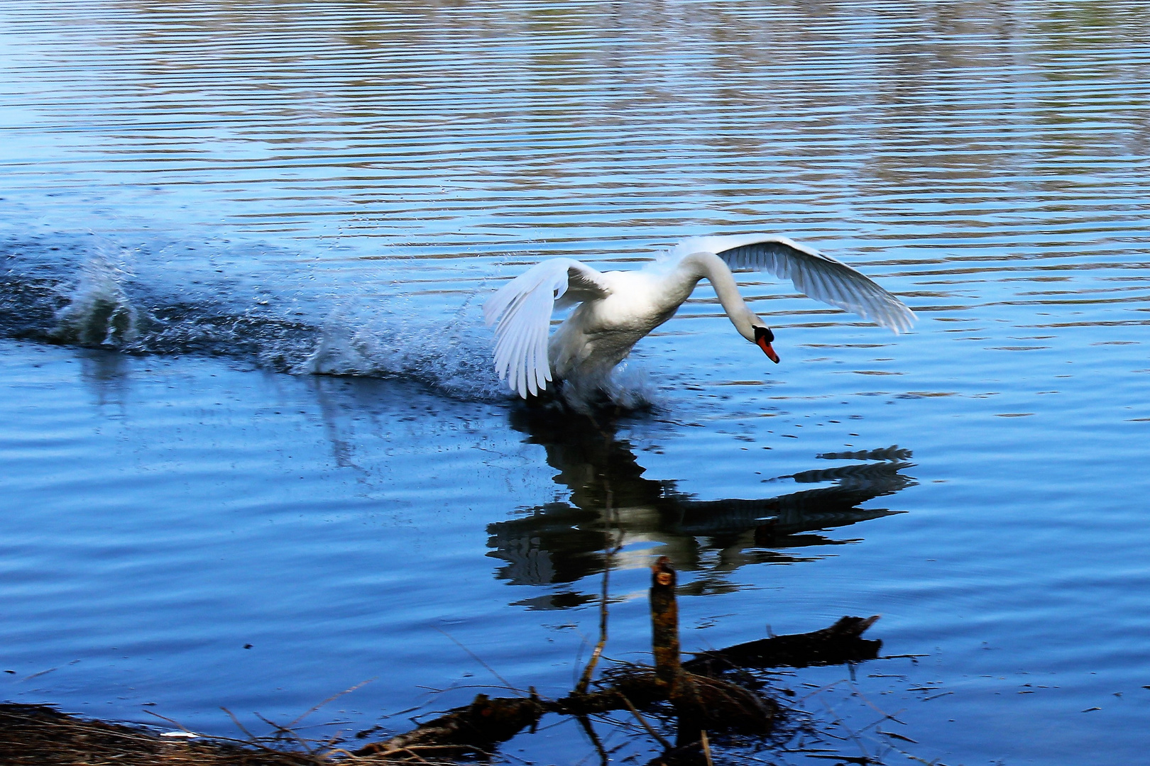 Schwan beim Wasserballett