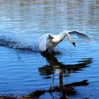 Schwan beim Wasserballett