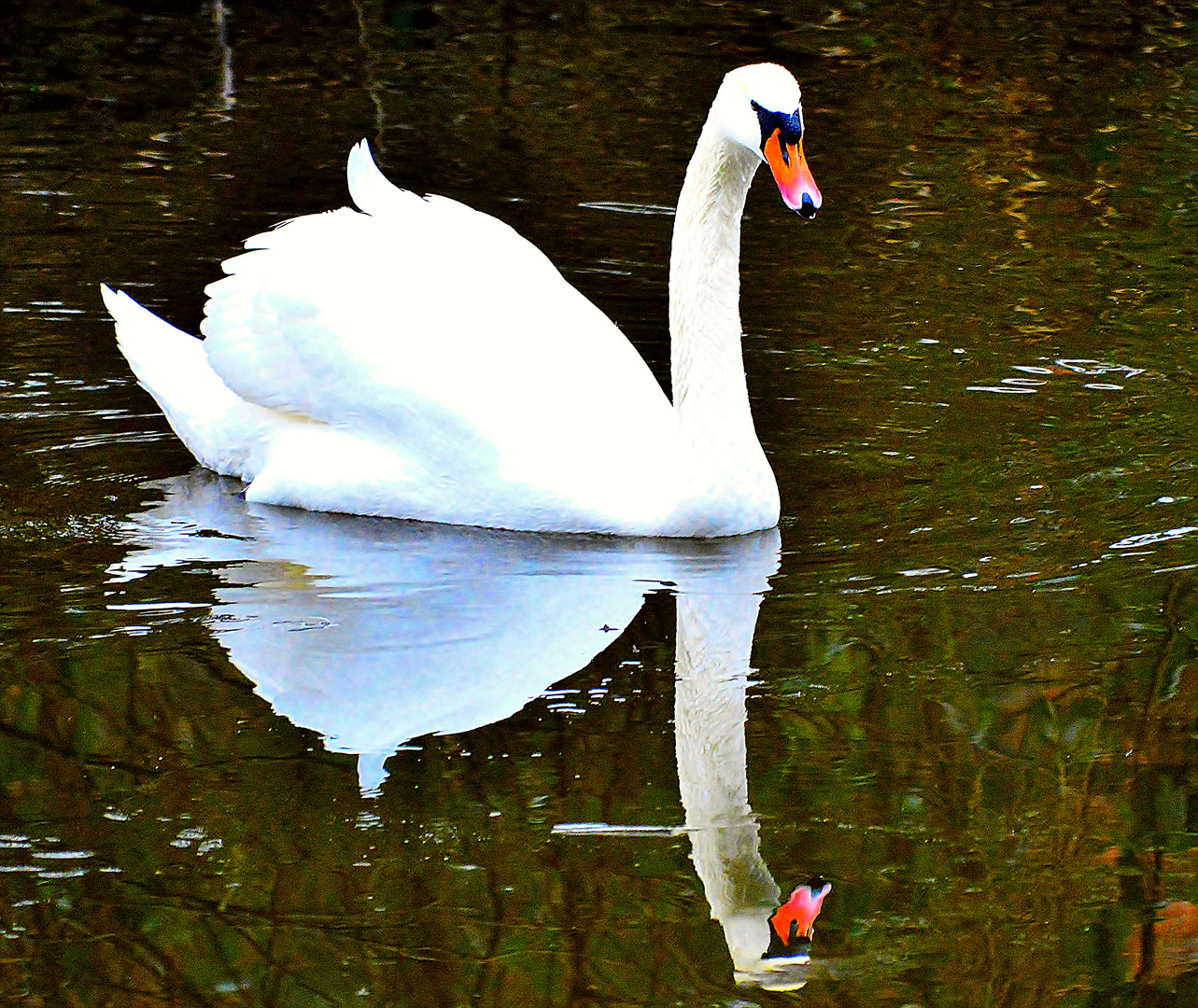 Schwan bewundert eigenes Spiegelbild 