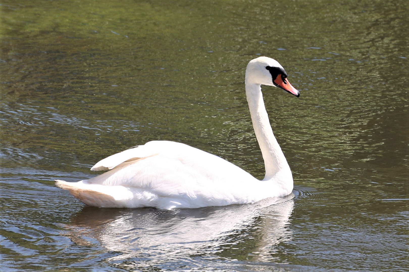 Schwan