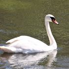 Schwan