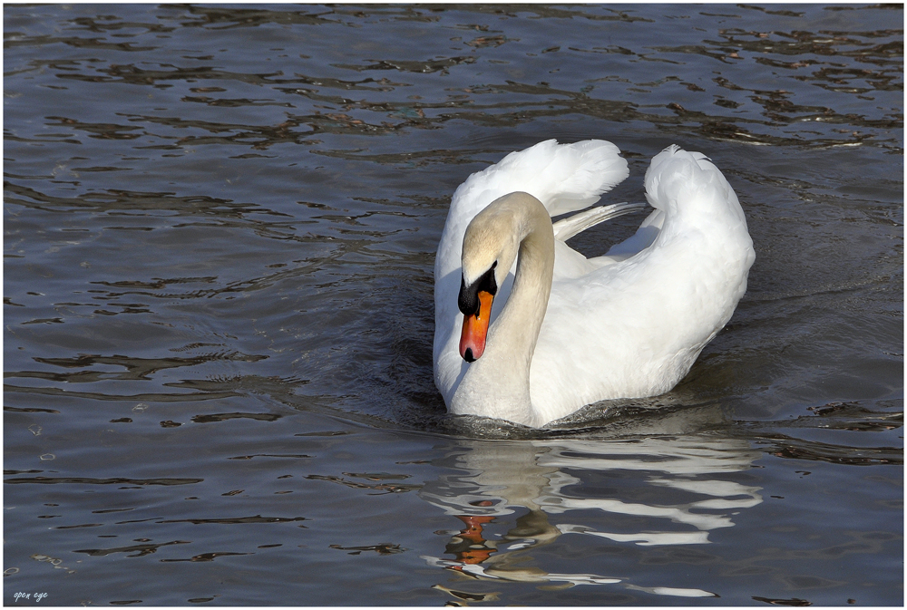 _ Schwan _