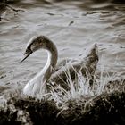 Schwan-Black and White