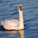 Schwan blinzelt in die Sonne