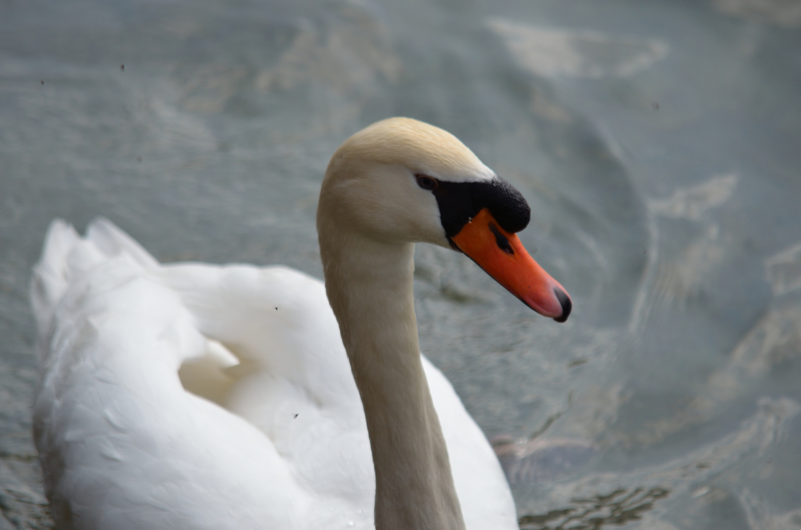 Schwan / Bodensee