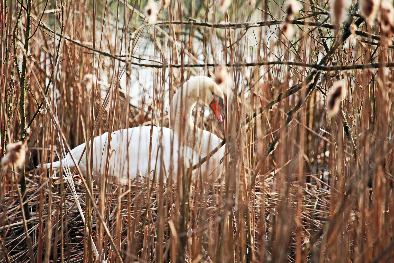 Schwan - brütend