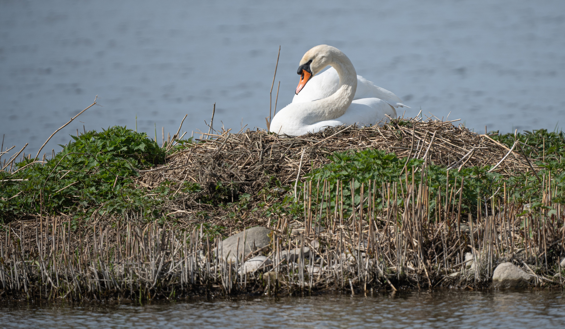 Schwan brütet