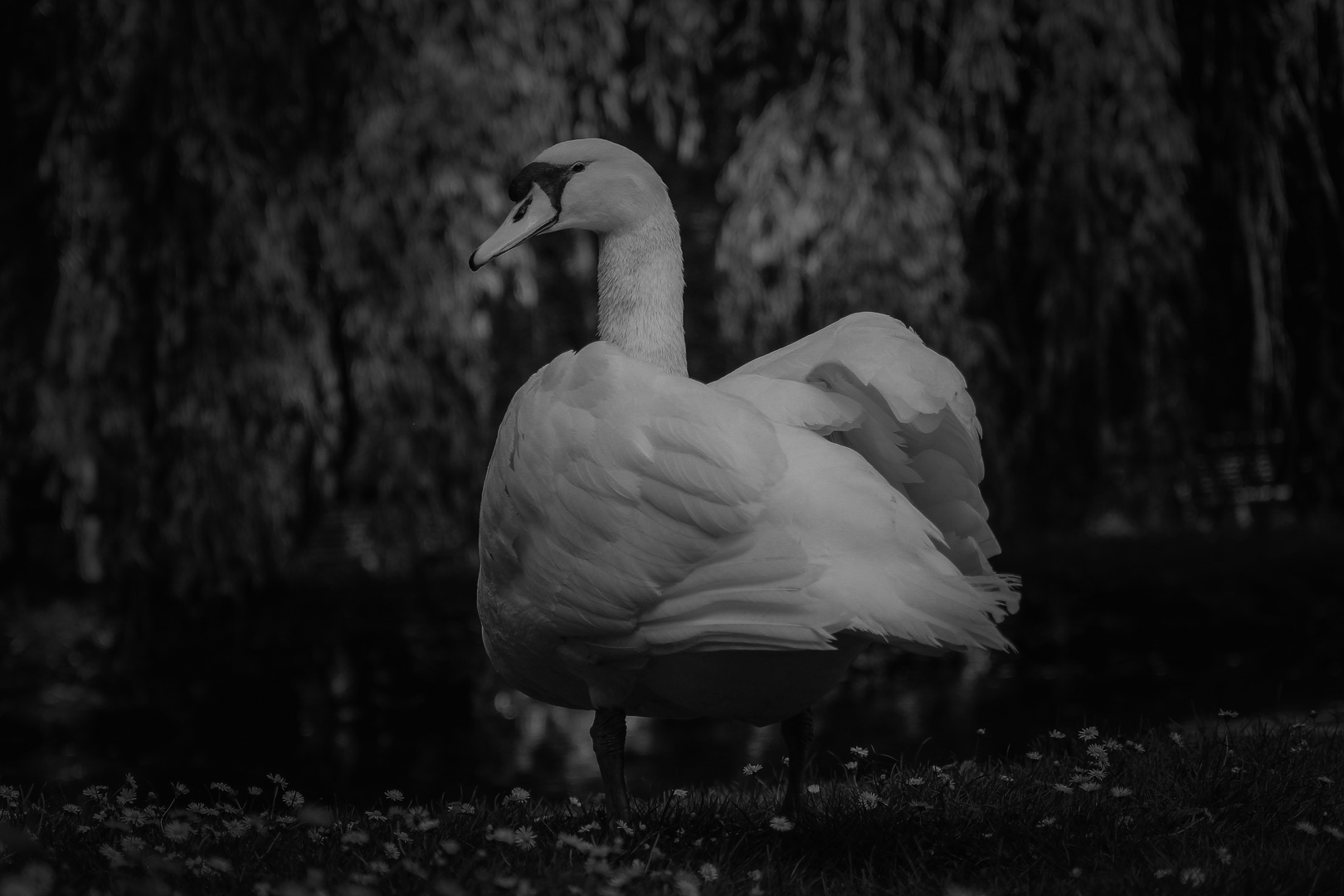 Schwan bw