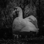 Schwan bw