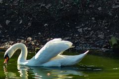 Schwan