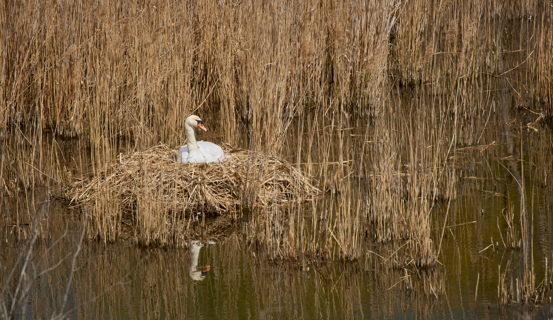 Schwan