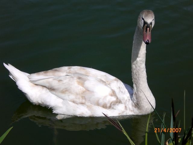 Schwan