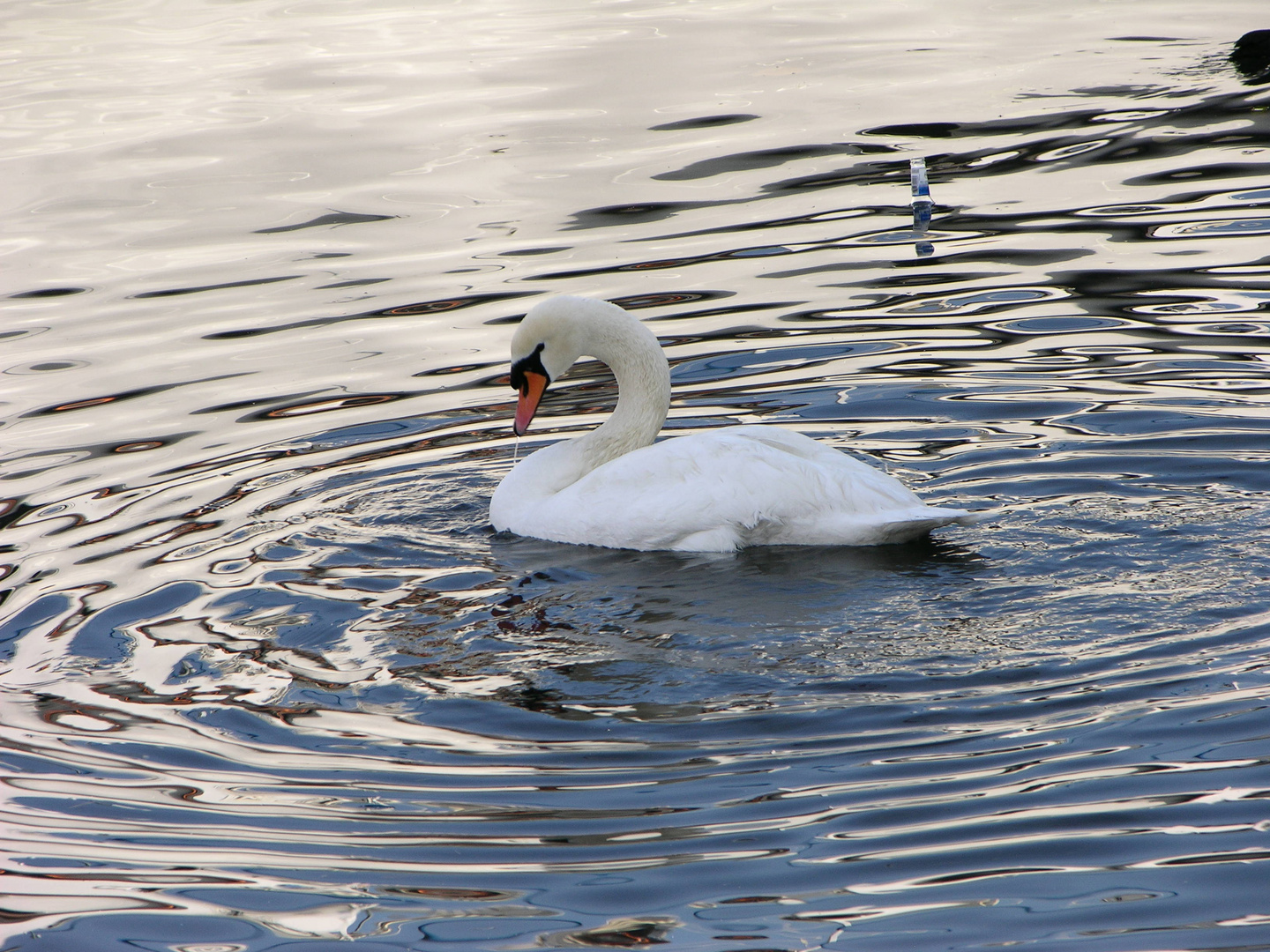 Schwan-Cisne