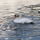 Schwan-Cisne