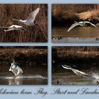 Schwan Collage, Start, Flug und Landung