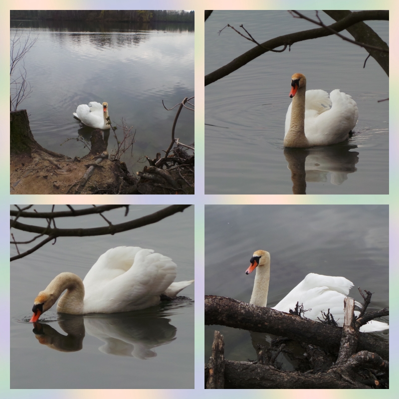 Schwan-Collage vom Unterbacher See