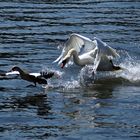 Schwan contra Nilgans (4)