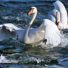 Schwan (Cygnini) im Altrhein bei Breisach