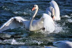 Schwan (Cygnini) im Altrhein bei Breisach