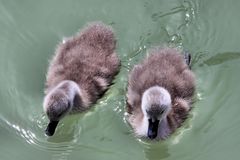 Schwan (Cygnini) Kücken im Wildwasserkanal Hunigue (Hüningen)