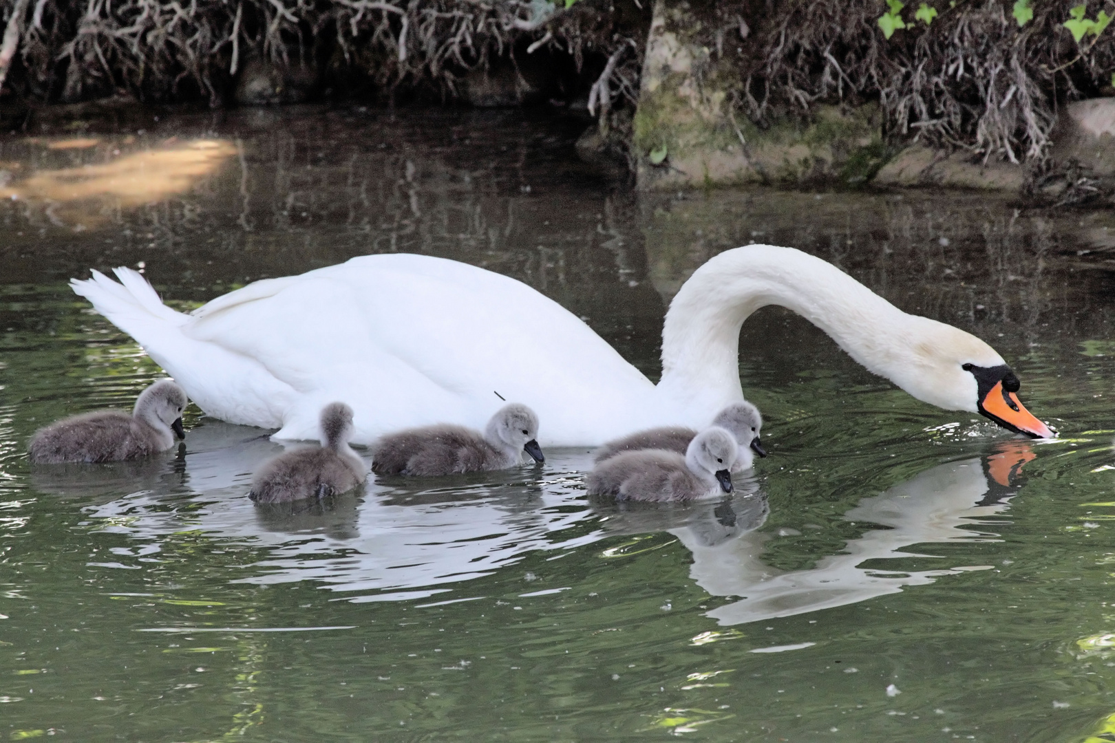 Schwan (Cygnini) Mama und Kücken in Hüningen (Huningue / Alsace)