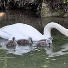 Schwan (Cygnini) Mama und Kücken in Hüningen (Huningue / Alsace)