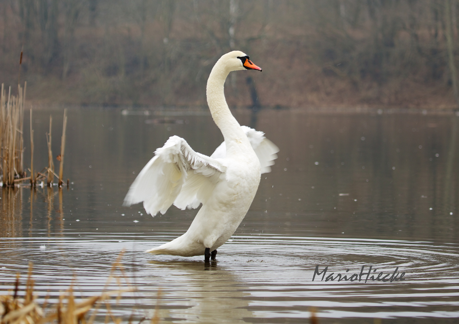 Schwan*