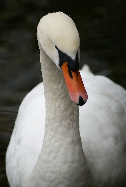 Schwan