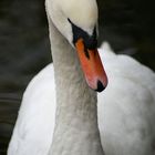 Schwan