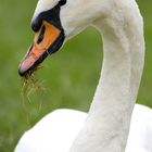 Schwan