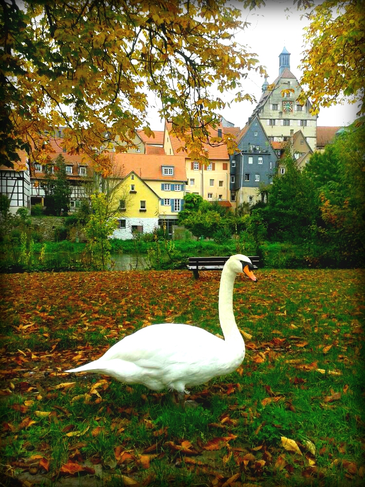 Schwan