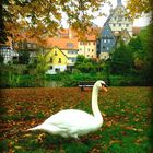 Schwan