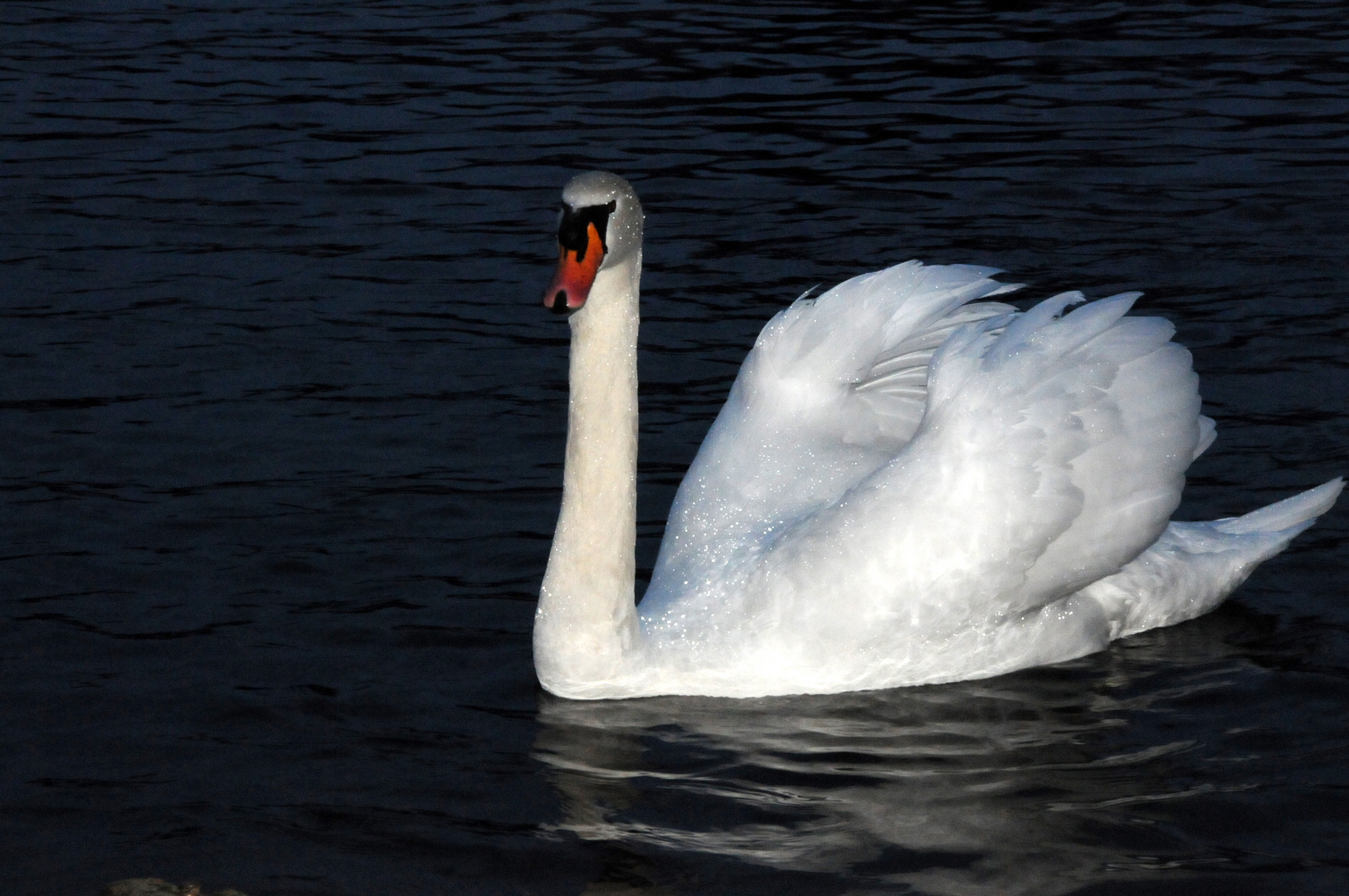 Schwan der Dämmerung