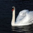 Schwan der Dämmerung