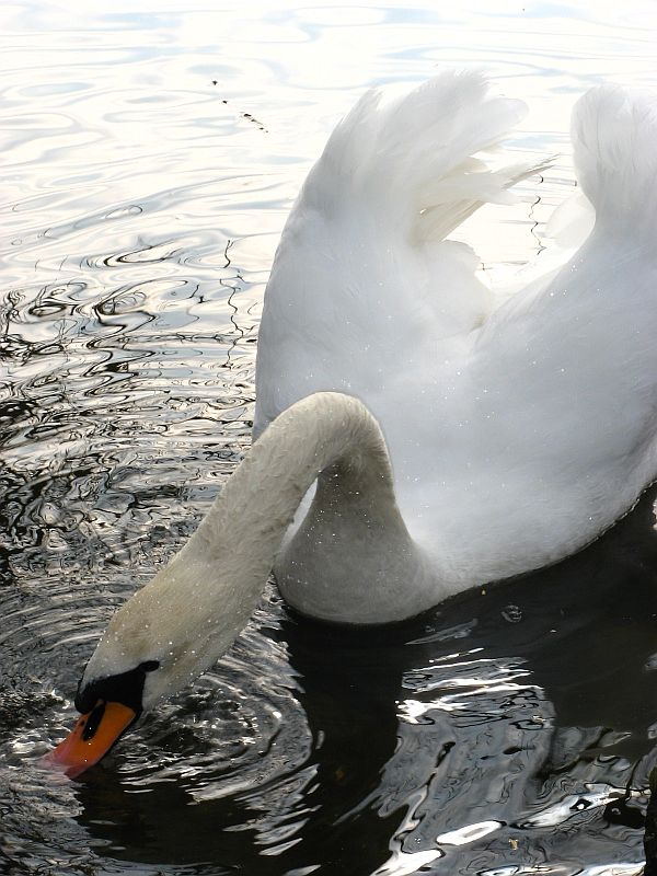 Schwan der Zweite