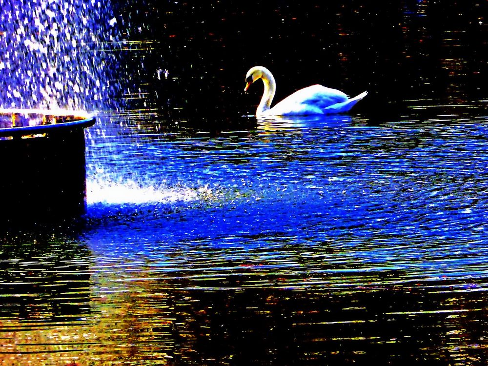 Schwan dicht an Wasserfontäne im großen Palmengartensee