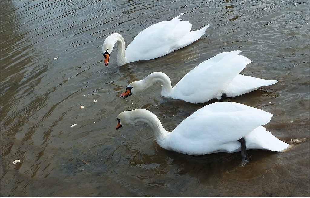 Schwan-Dreier