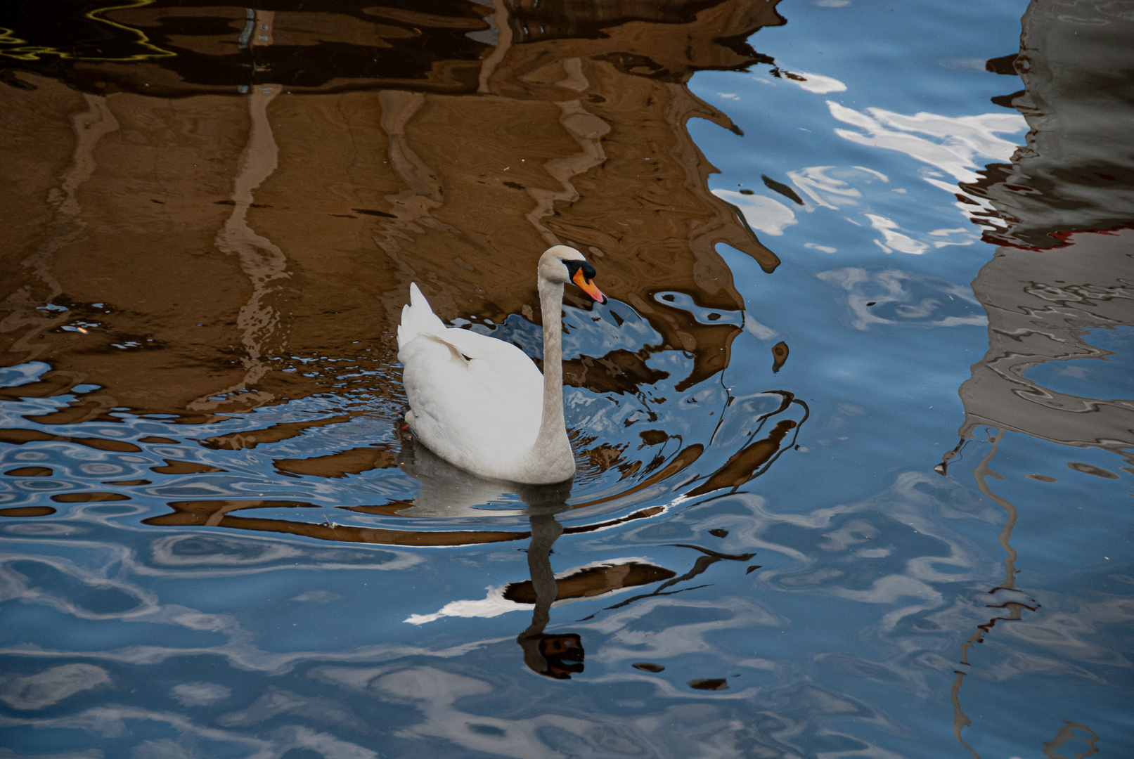 Schwan drüber