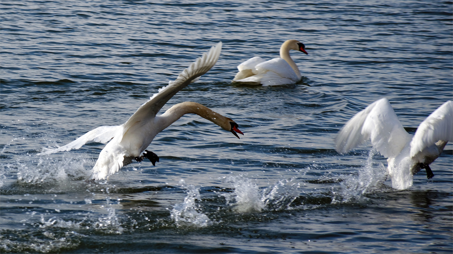 Schwan dultet keinen Nebenbuhler