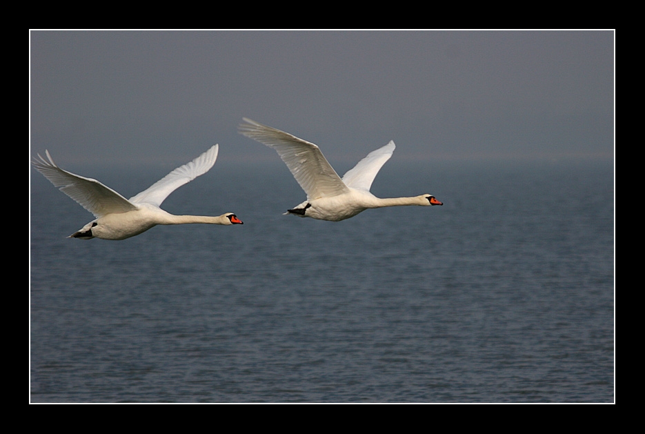 Schwan-Duo