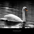 Schwan