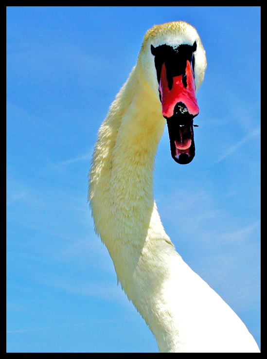 °Schwan°