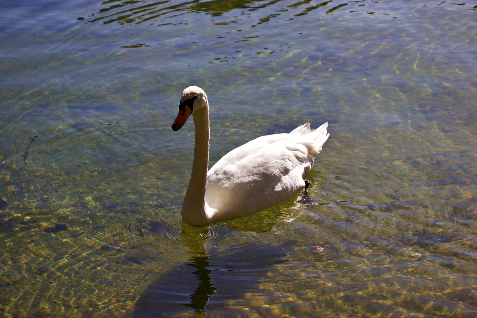 Schwan