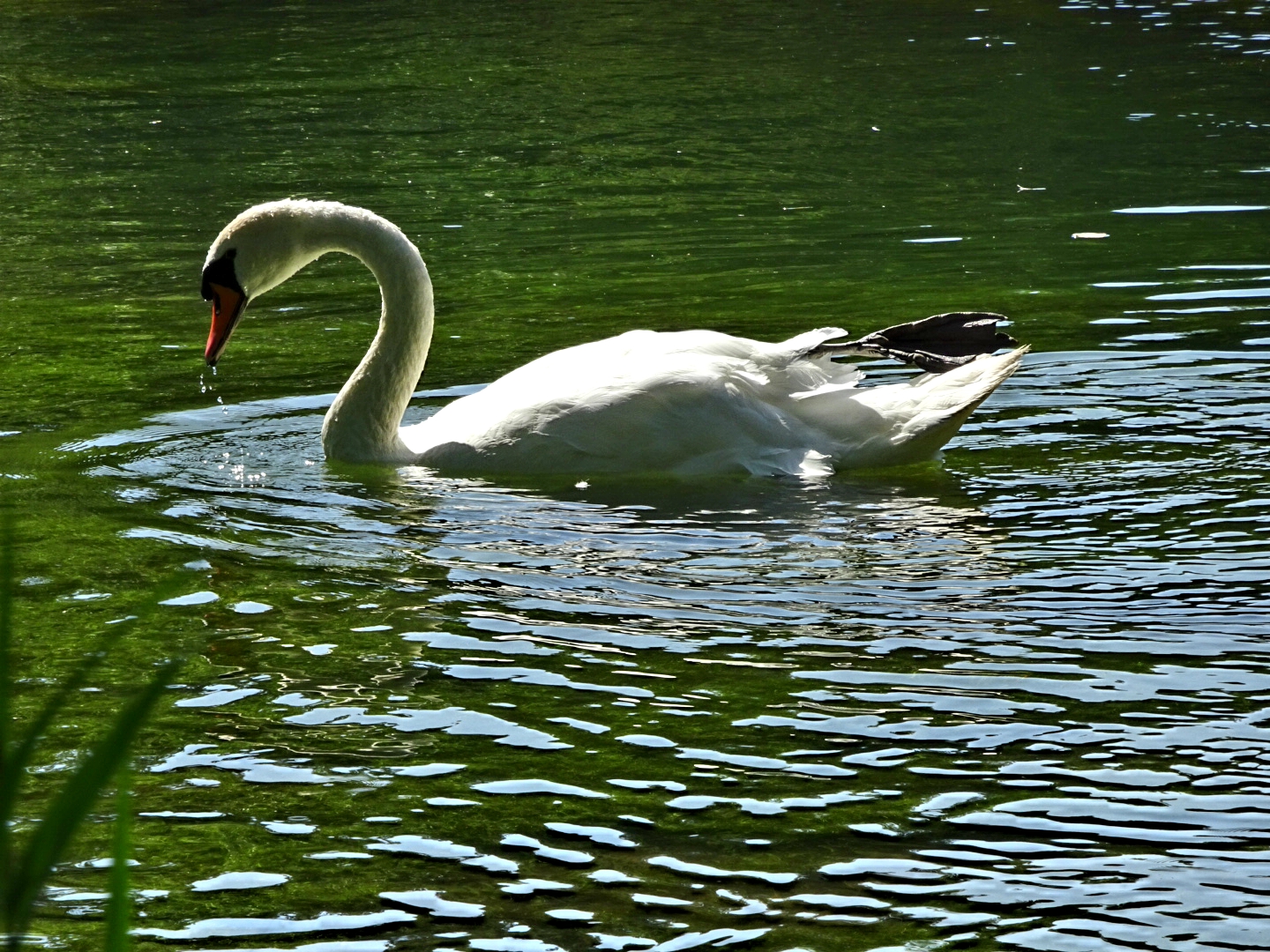 Schwan 