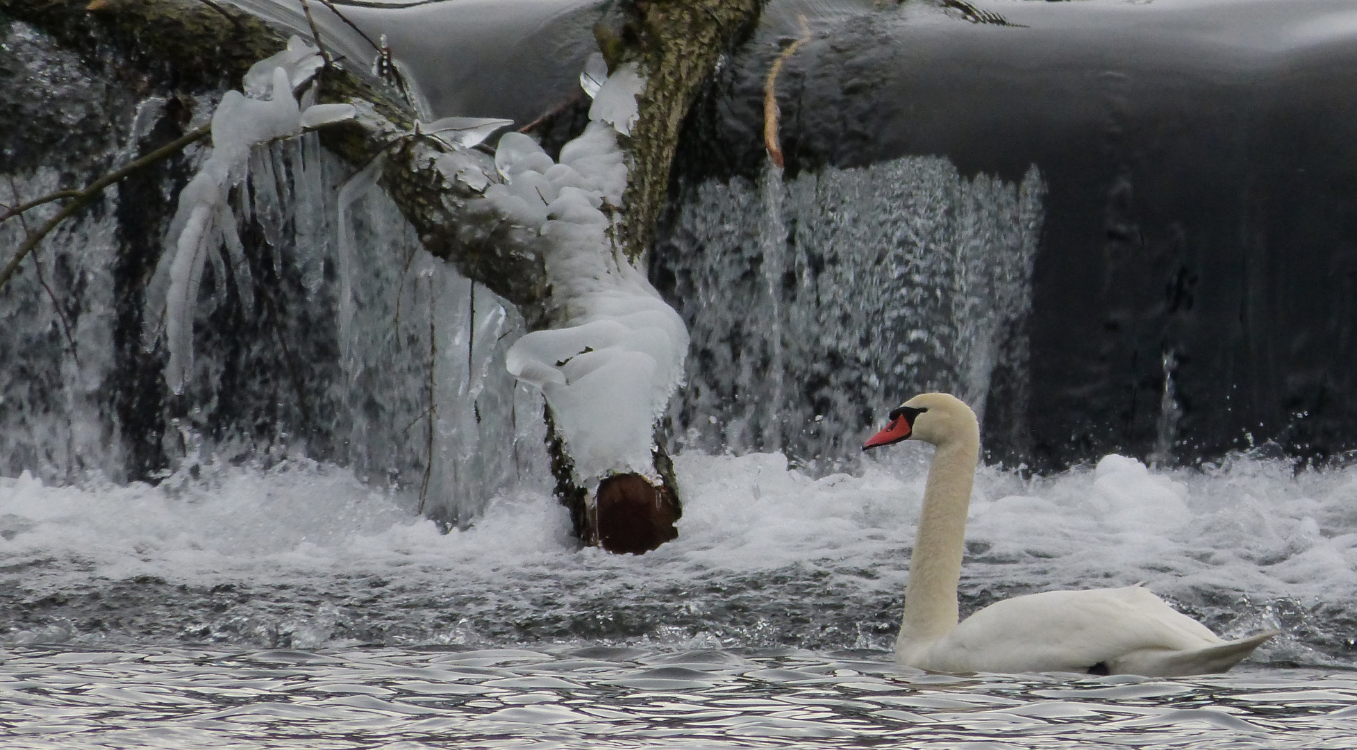 Schwan, Eis, Baum und Wasserfall