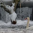 Schwan, Eis, Baum und Wasserfall