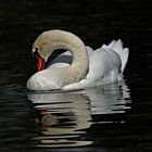 Schwan, elegant, demütig,